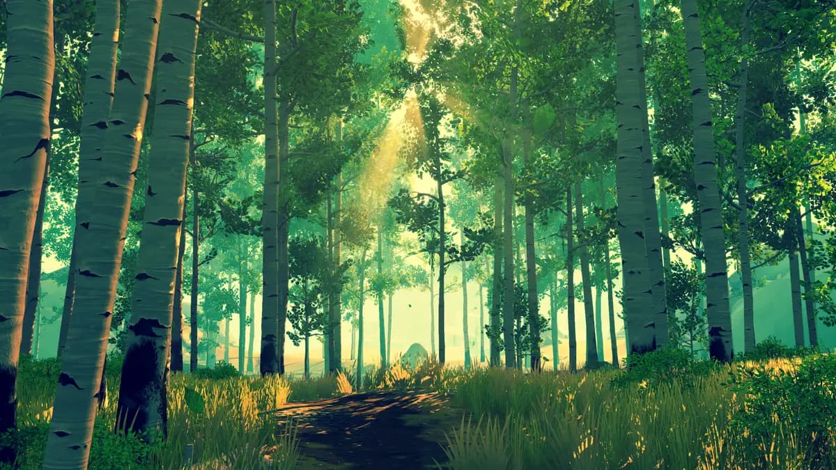 Morning light through a birch forest — the open, accessible quality of a public library
